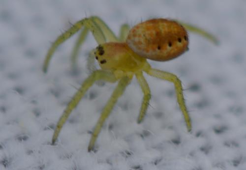 Araniella sp.